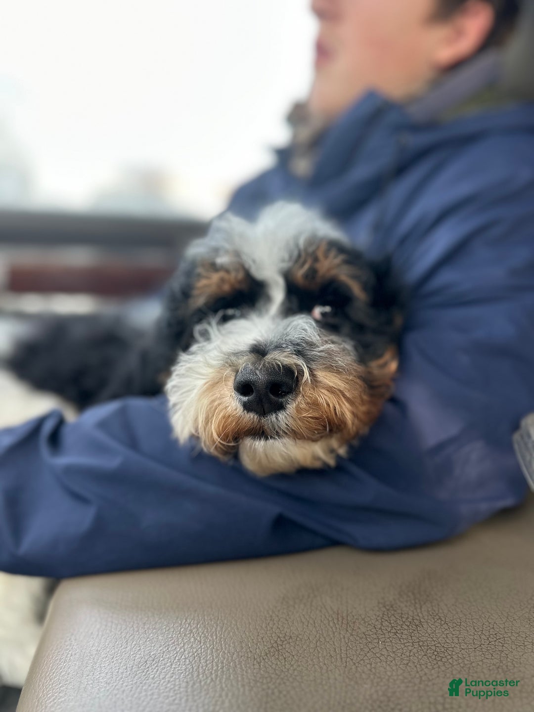 Standard Poodle dogs for sale: Cole - Ad 1