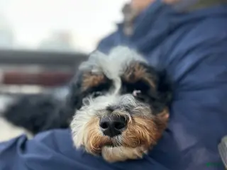 Standard Poodle dogs Cole - Ad 40