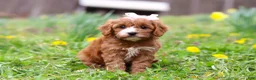 Cavapoo dogs for sale: Lily - Ad 3