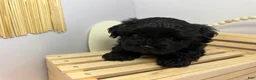 Mixed Breed dogs for sale: Duke - Ad 5
