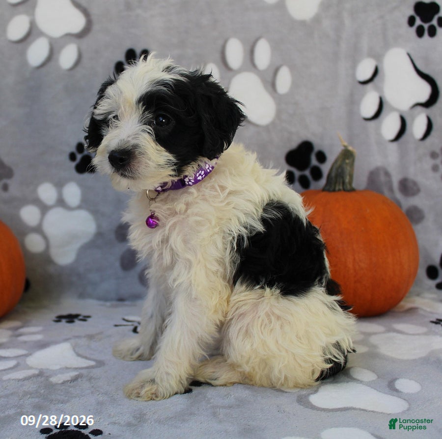 Yorkiepoo dogs Sky - Ad 2