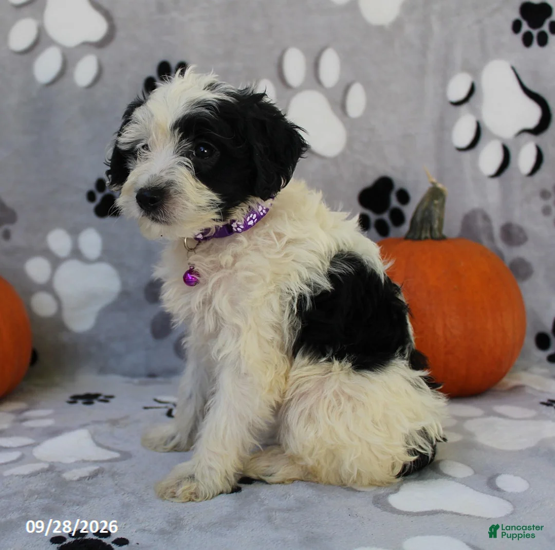 Yorkiepoo dogs for sale: Sky - Ad 2