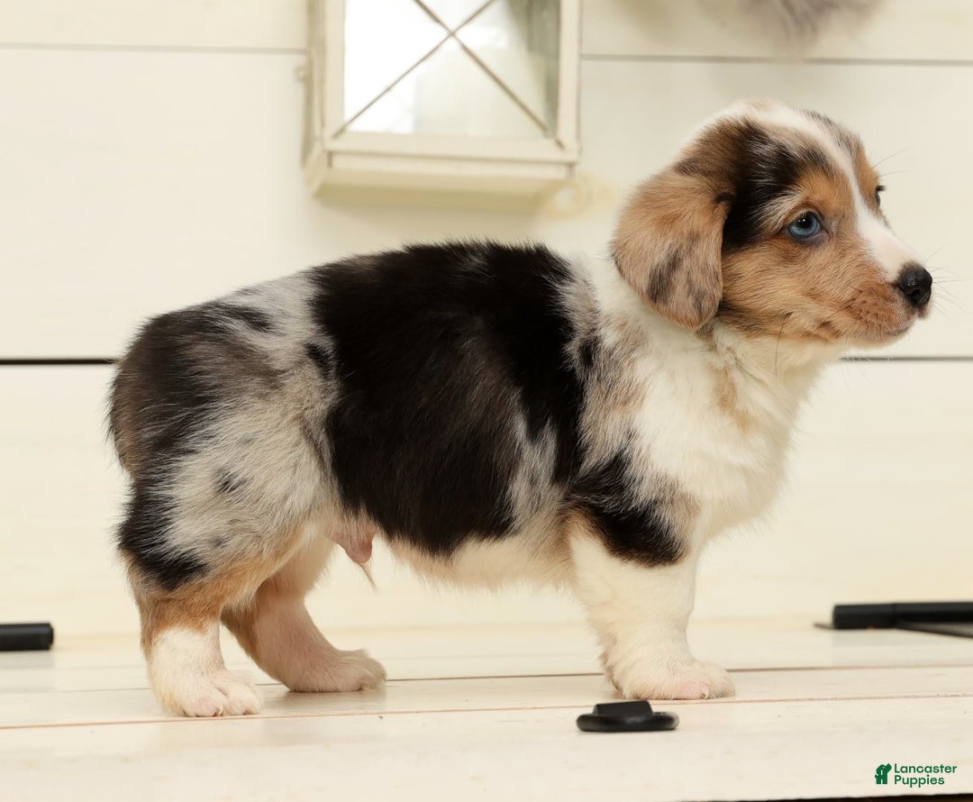 Welsh Corgi Pembroke dogs for sale: Clyde - Ad 7