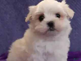 Maltese dogs for sale: Nancy - Ad 4