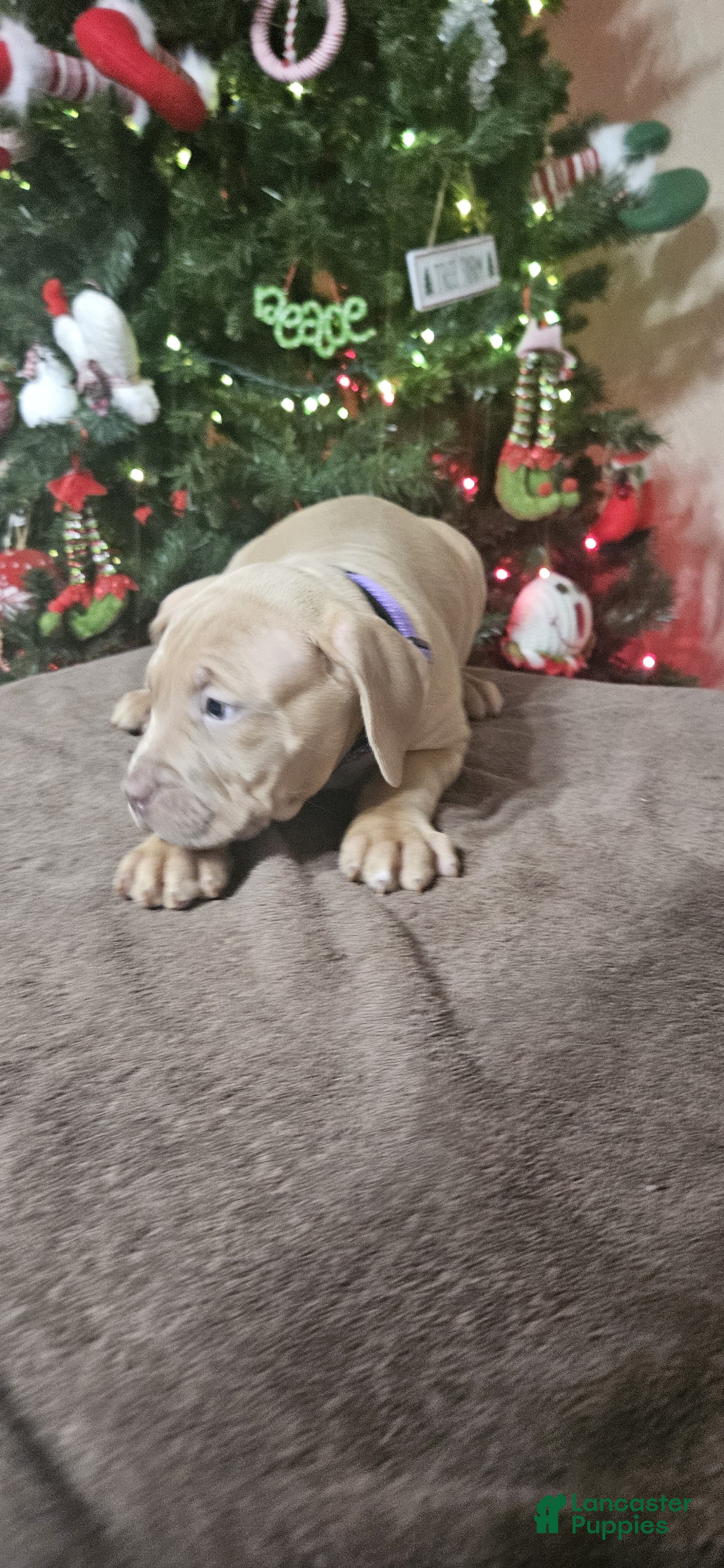 American Bully dogs Peppermint  - Ad 6