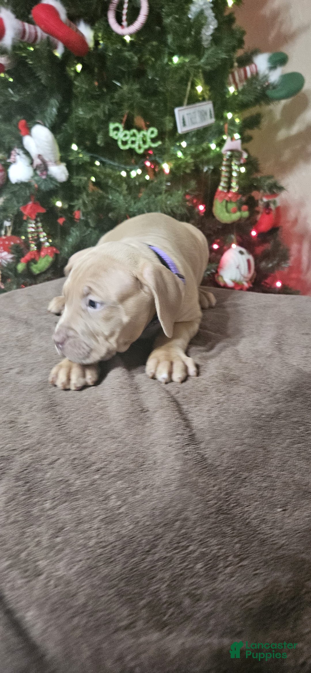 American Bully dogs for sale: Peppermint  - Ad 1