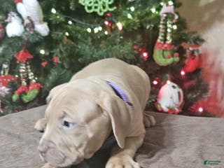 American Bully dogs Peppermint - Ad 39