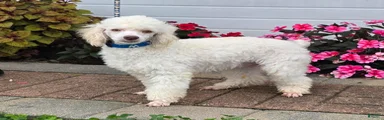 Gilman Miniature Poodle Puppy  leash trained