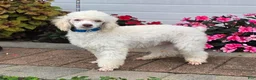 Miniature Poodle dogs for sale: Gilman Miniature Poodle Puppy  leash trained - Ad 1