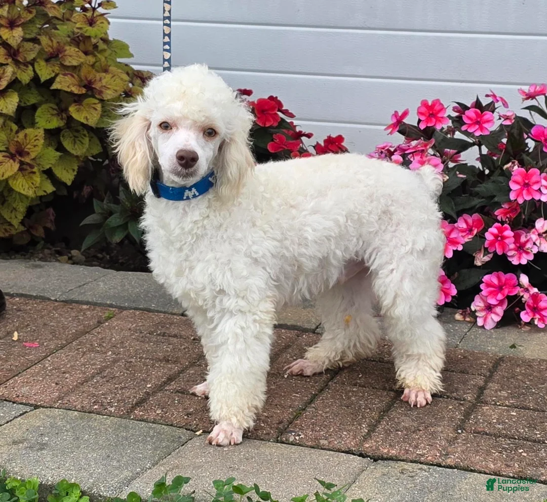 Miniature Poodle dogs for sale: Gilman Miniature Poodle Puppy  leash trained - Ad 1