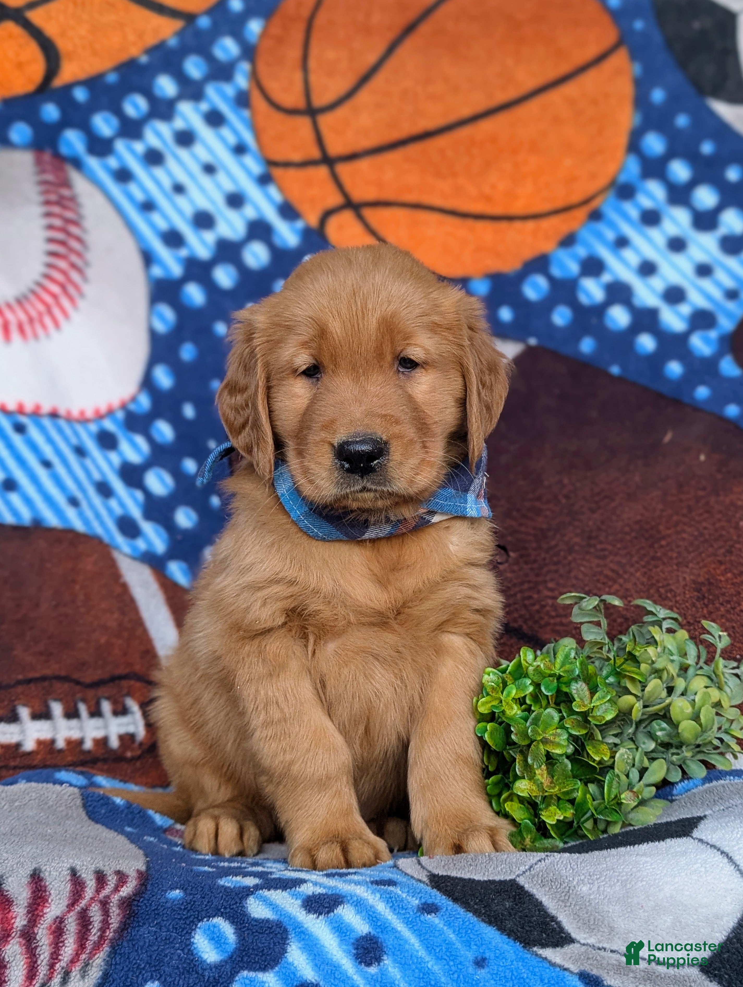 Golden Retriever dogs Kristoffer - Ad 1