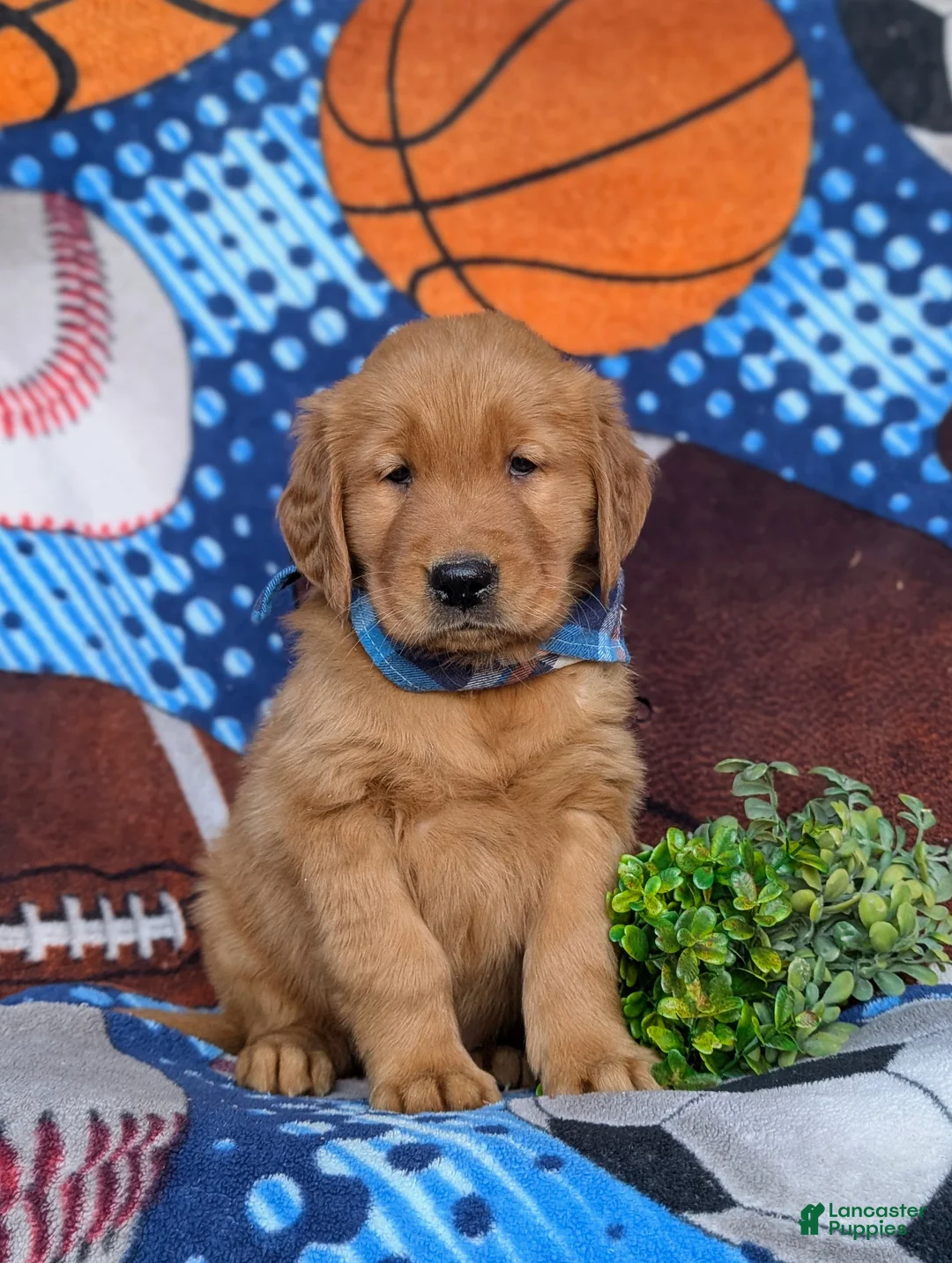 Golden Retriever dogs for sale: Kristoffer - Ad 1