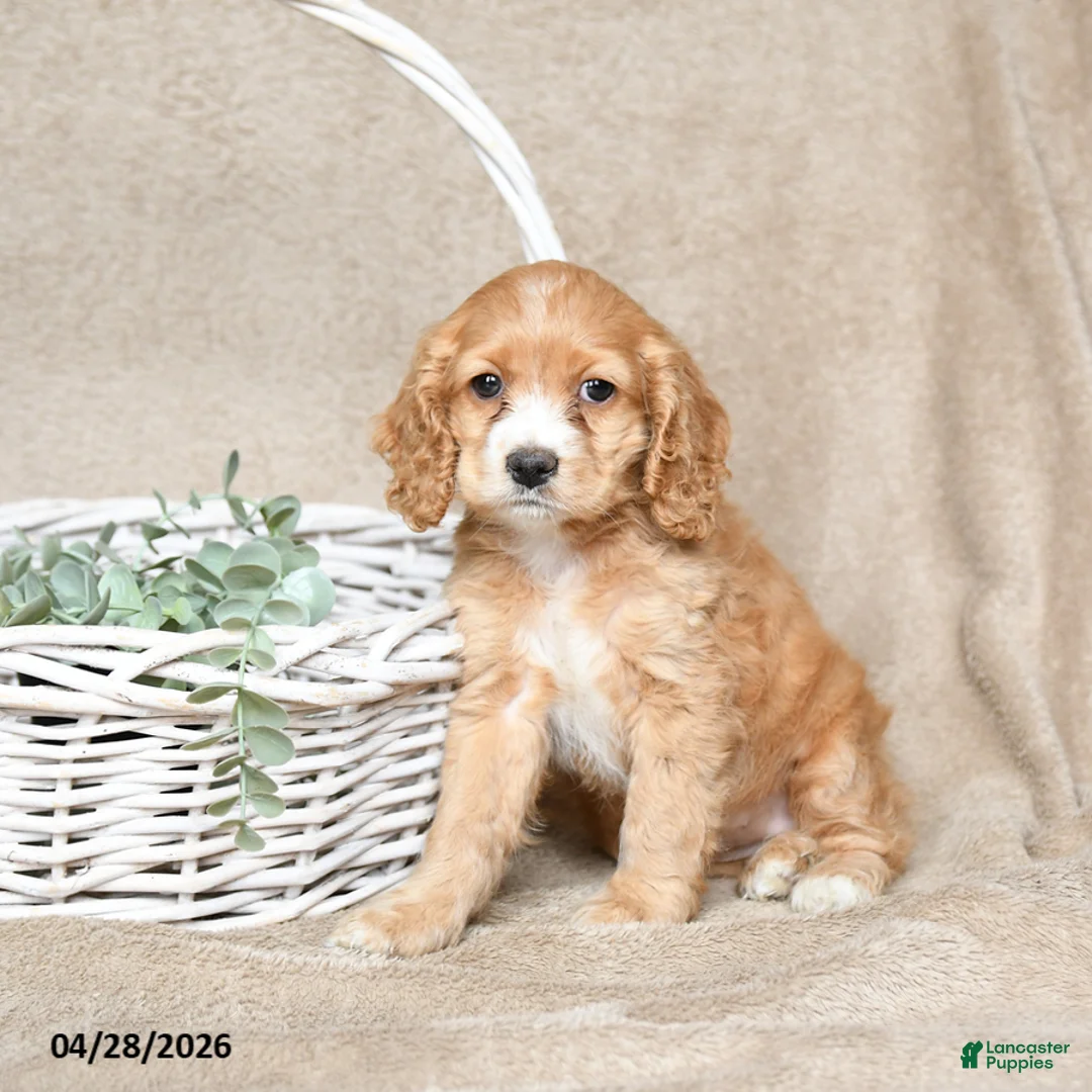 Cockapoo dogs for sale: Fifi - Ad 2