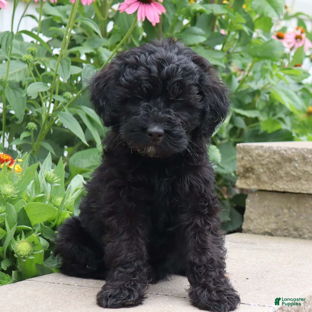 Mini Goldendoodle dogs for sale: Finley - Ad 1