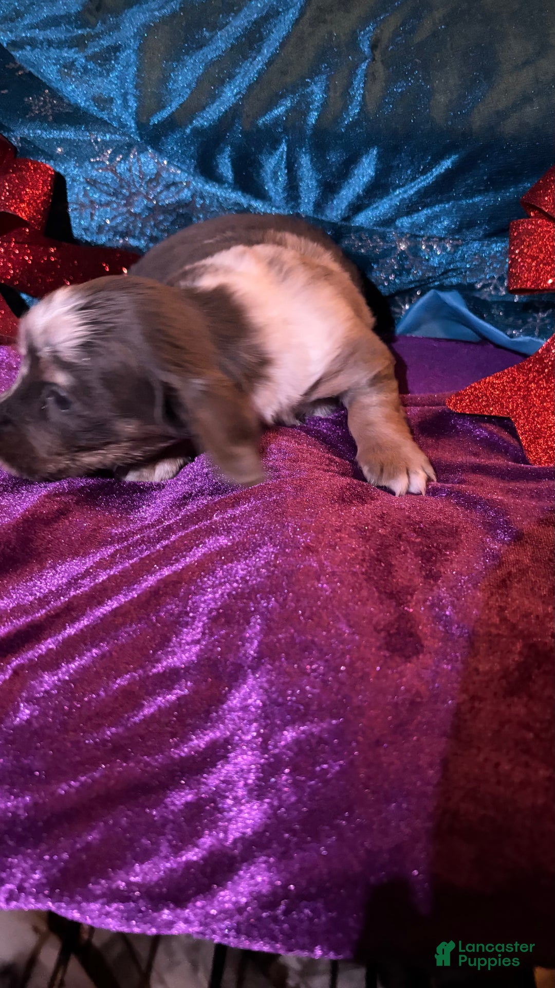 Miniature Dachshund dogs for sale: Miniature Dachshund Puppy 2 - Ad 7