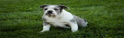English Bulldog dogs for sale: Splendor English Bulldog crate trained - Ad 4