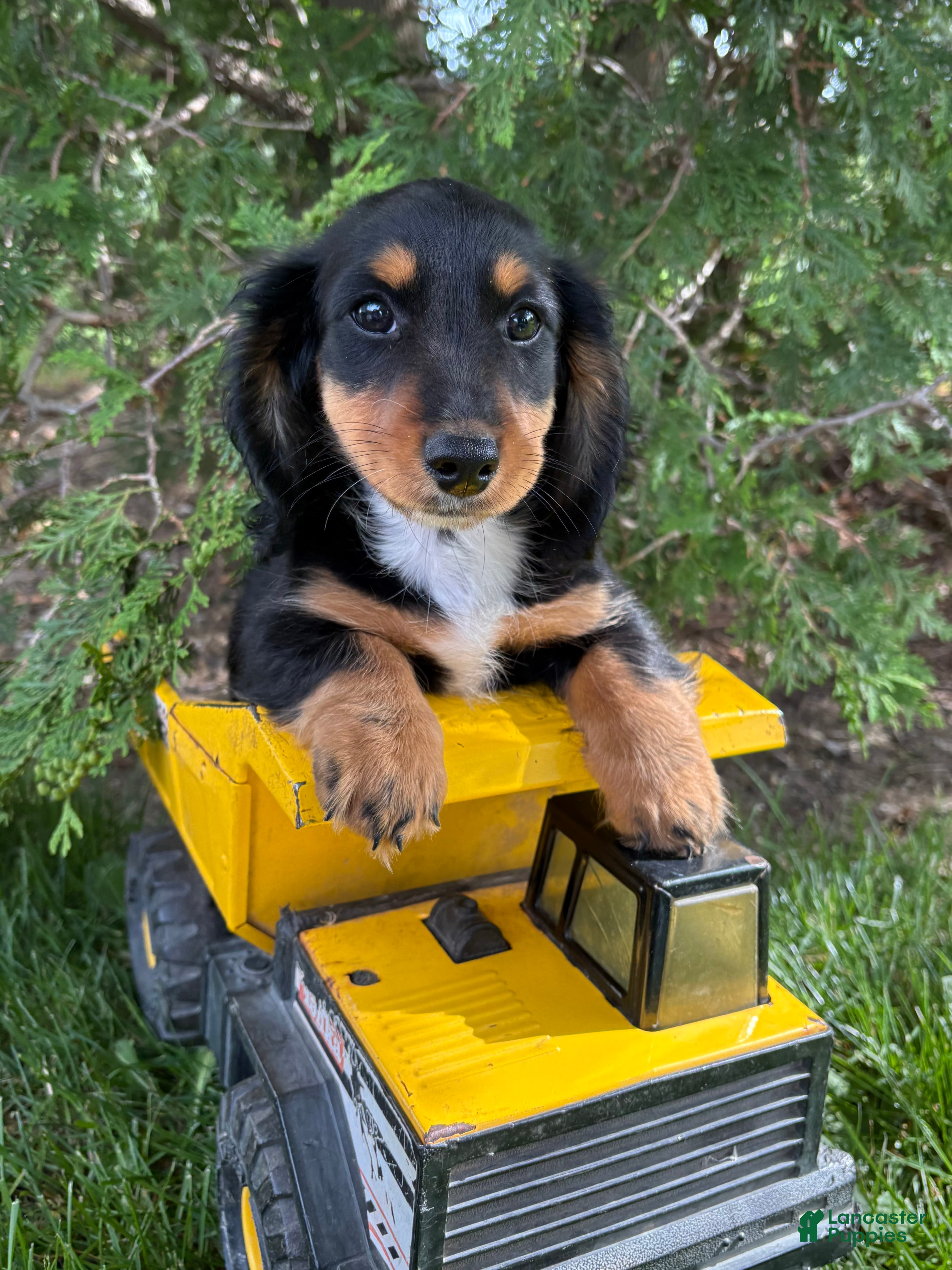 Dachshund dogs Hendrix - Ad 1