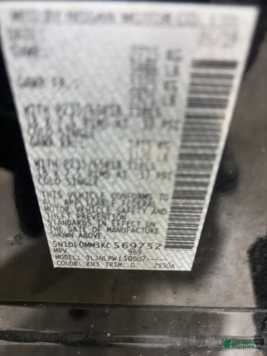 Cane Corso dogs for sale: Cane Corso Puppy 1 - Ad 5