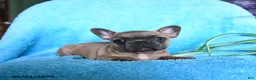French Bulldog dogs for sale: Flora   - Ad 6