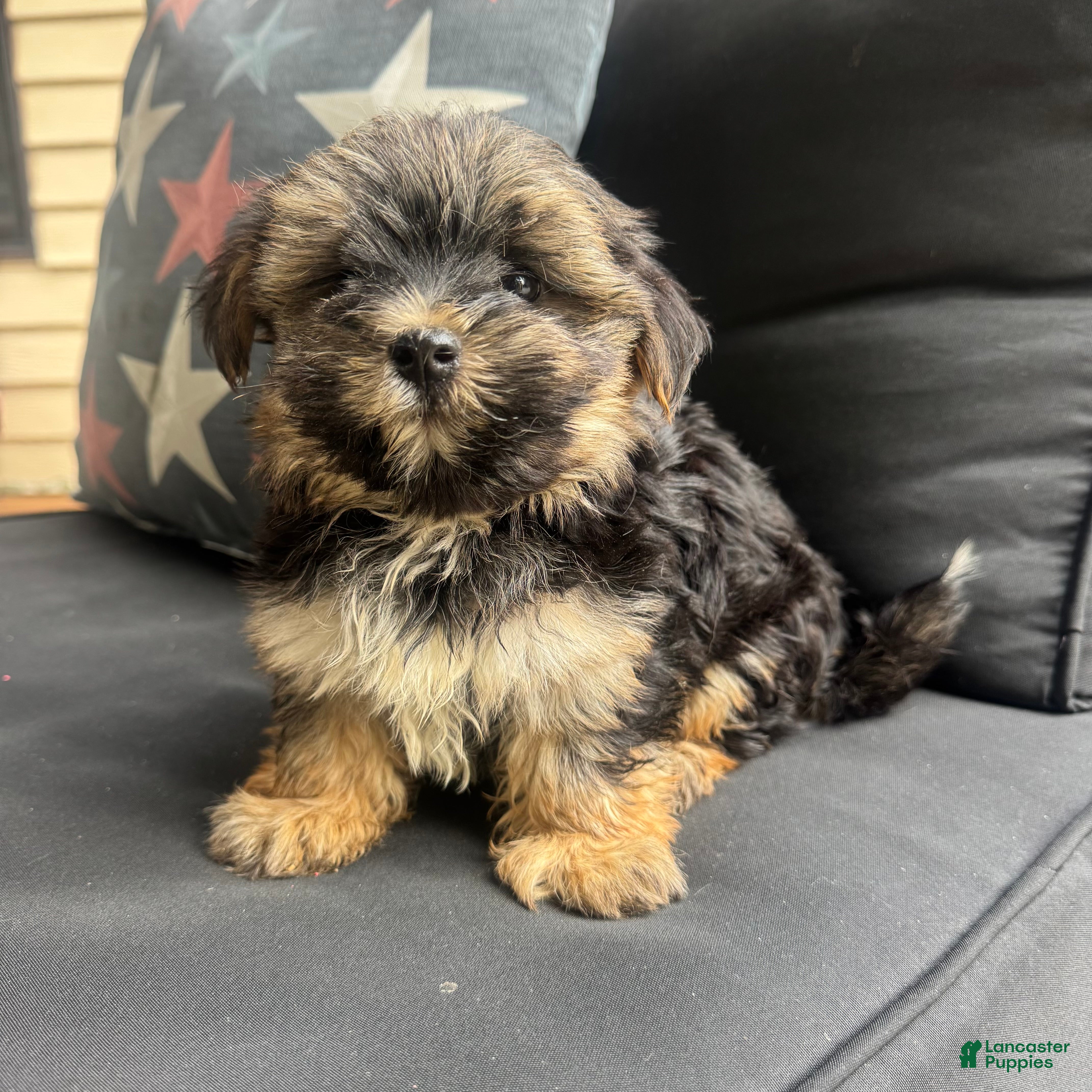 Morkie dogs Cam - Ad 1
