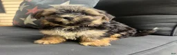 Morkie dogs for sale: Cam - Ad 1
