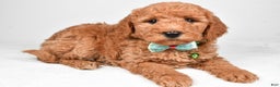 Mini Goldendoodle dogs for sale: Rusty f one b - Ad 1