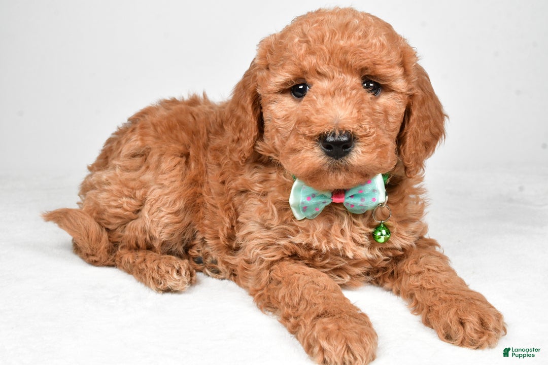 Mini Goldendoodle dogs for sale: Rusty f one b - Ad 1