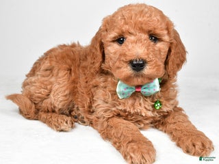 Mini Goldendoodle dogs Rusty f one b - Ad 34
