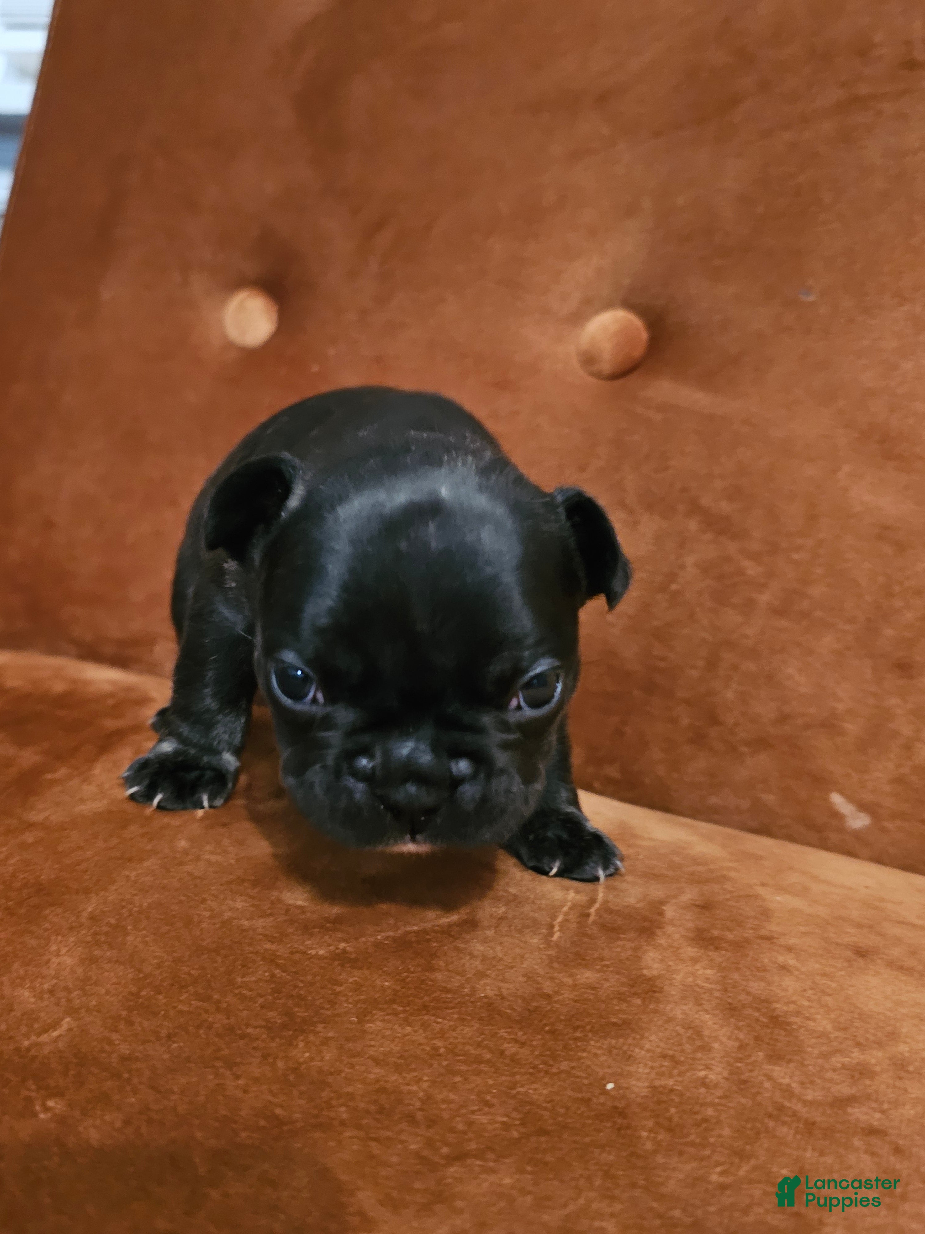 French Bulldog dogs Laney - Ad 3