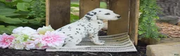 Dalmatian dogs for sale: Austin - Ad 2