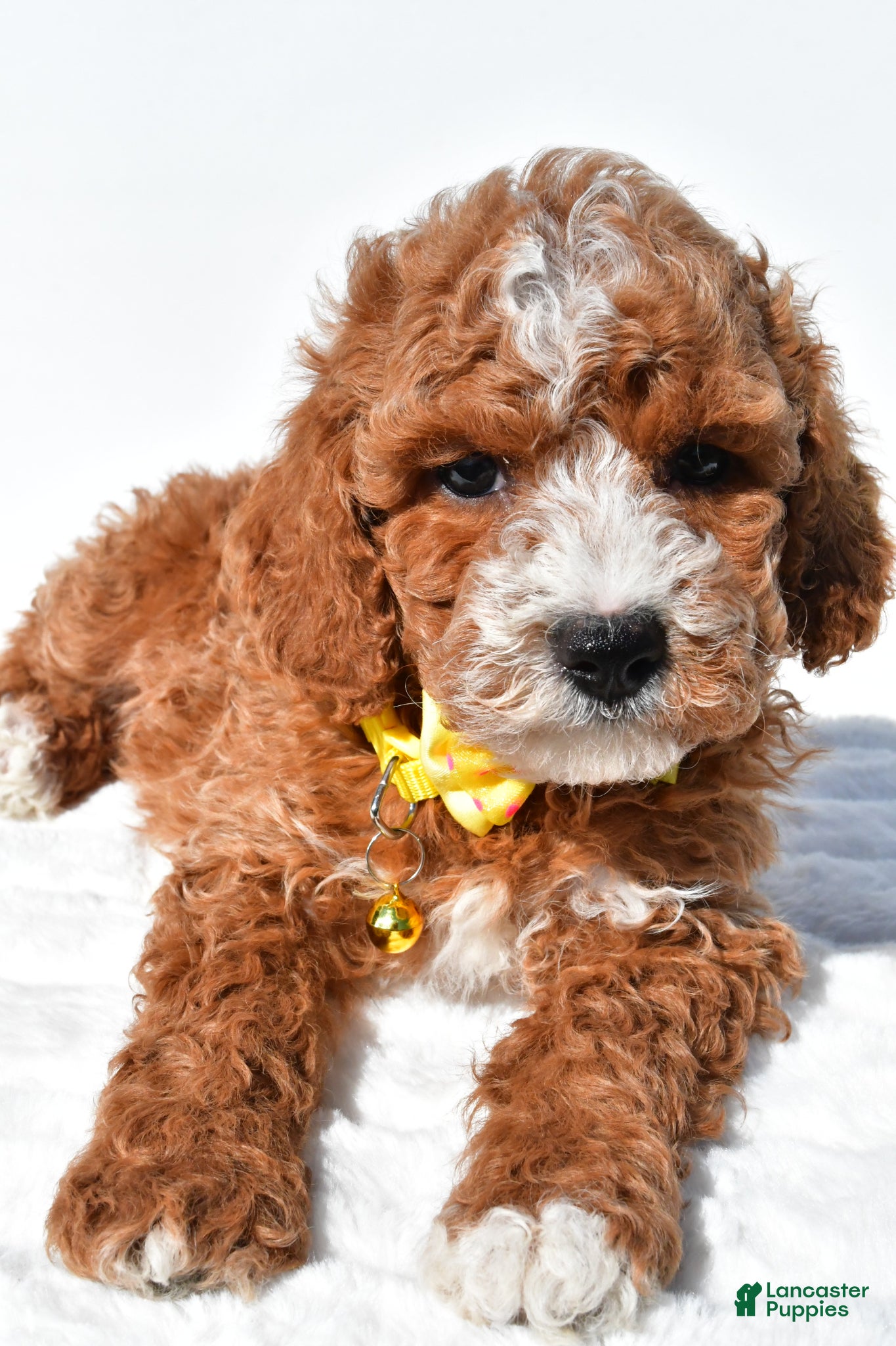 Miniature Poodle dogs for sale: Sheldon - Ad 4