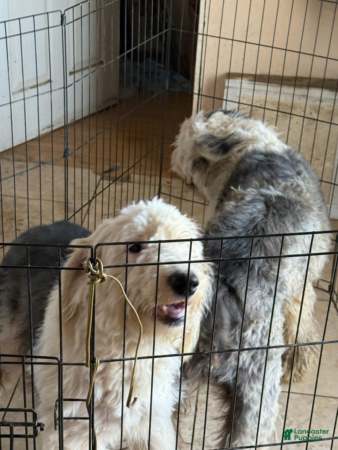 Old English Sheepdog dogs for sale: Bella - Ad 9