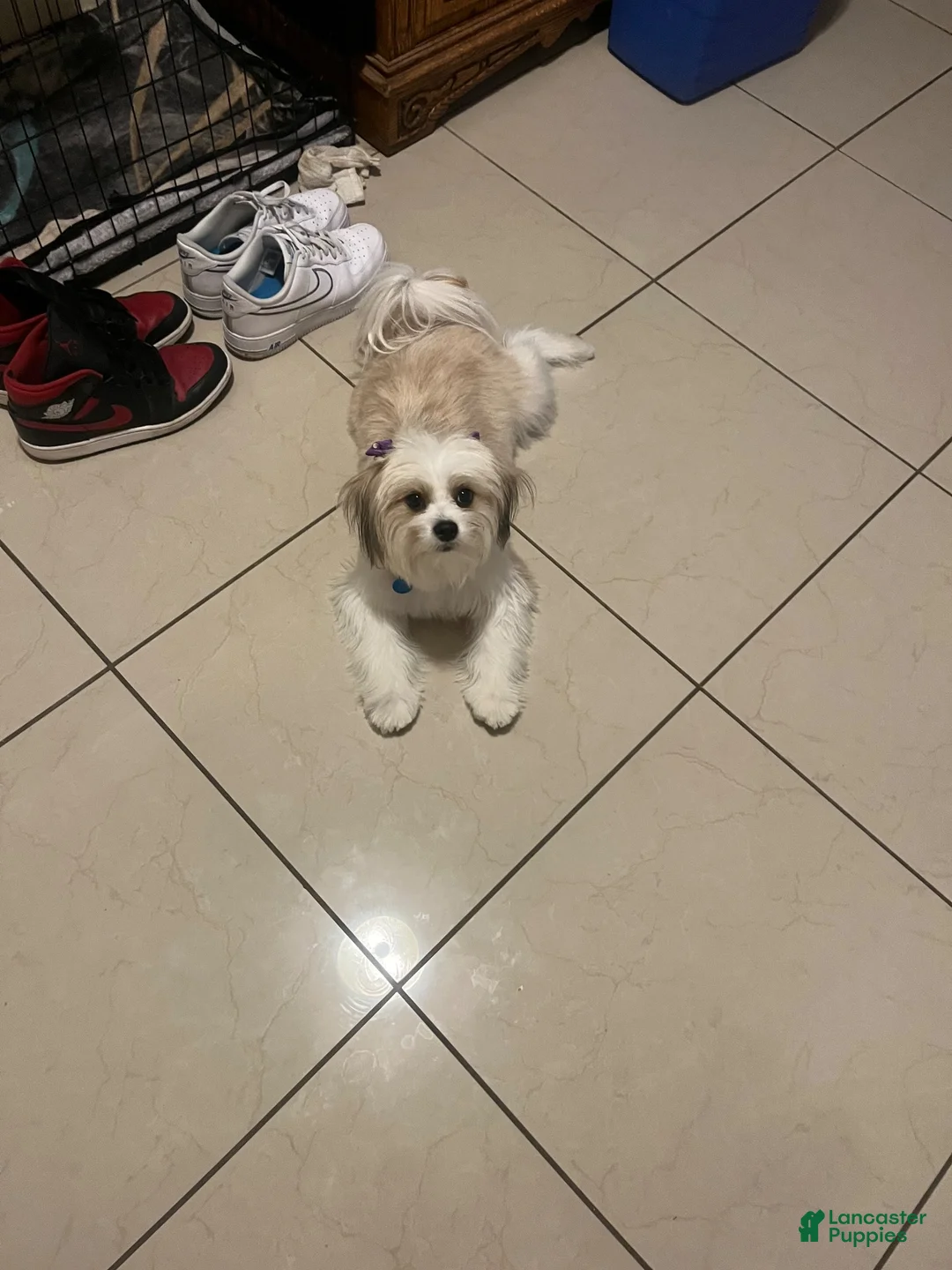 Mixed Breed dogs for sale: Brutus  - Ad 3