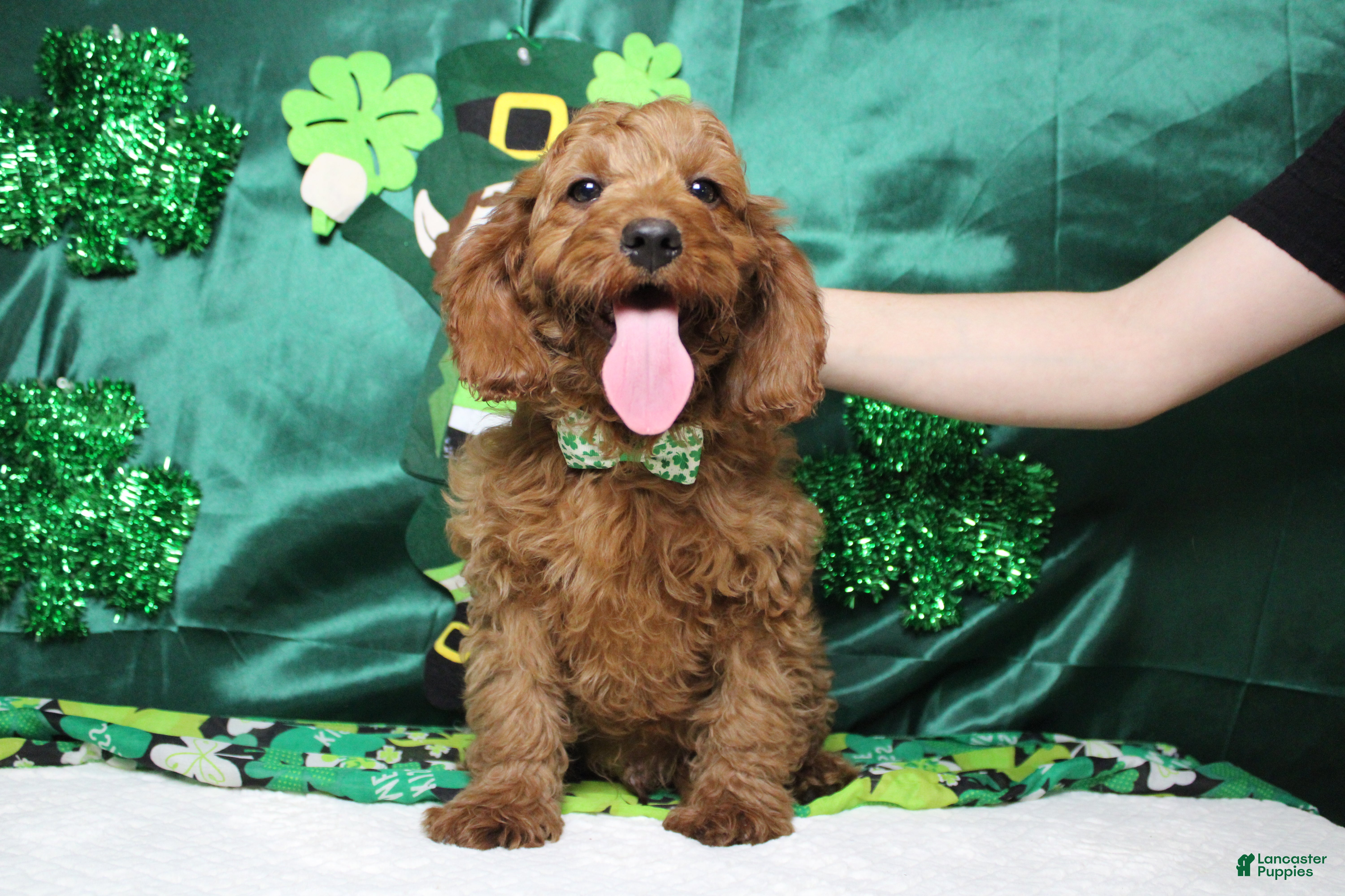 Cavapoo dogs Cinnamon  - Ad 26