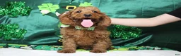 Cavapoo dogs for sale: Cinnamon  - Ad 1