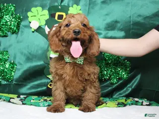 Cavapoo dogs Cinnamon - Ad 4