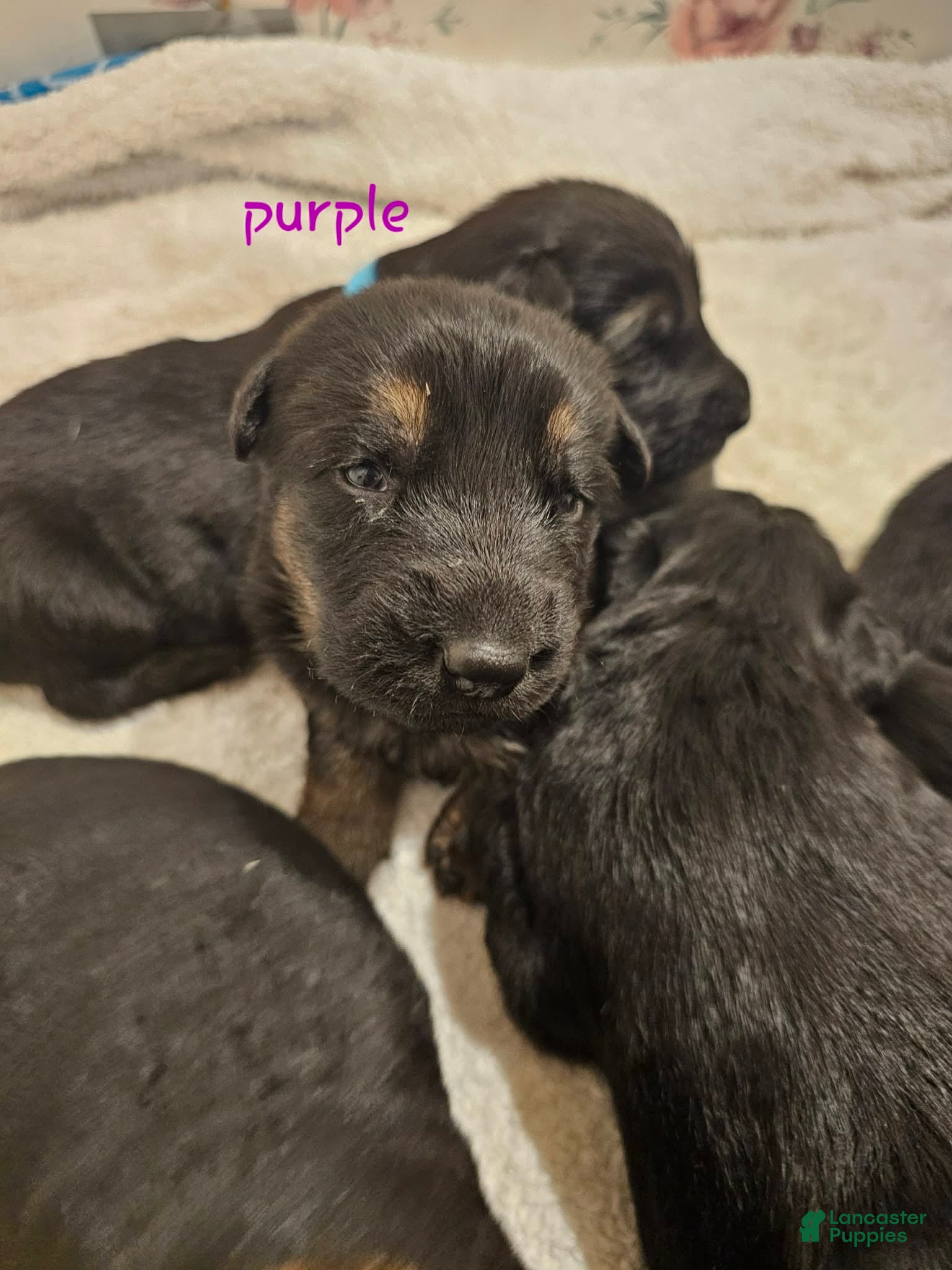 German Shepherd dogs Purple Collar Male - Ad 6