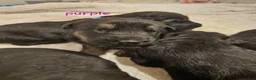 German Shepherd dogs for sale: Purple Collar Male - Ad 1