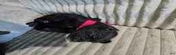 Mixed Breed dogs for sale: Red - Ad 11