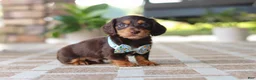 Miniature Dachshund dogs for sale: Warren - Ad 7