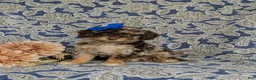 Mini Bernedoodle dogs for sale: Selena Hypoallergenic - Ad 1