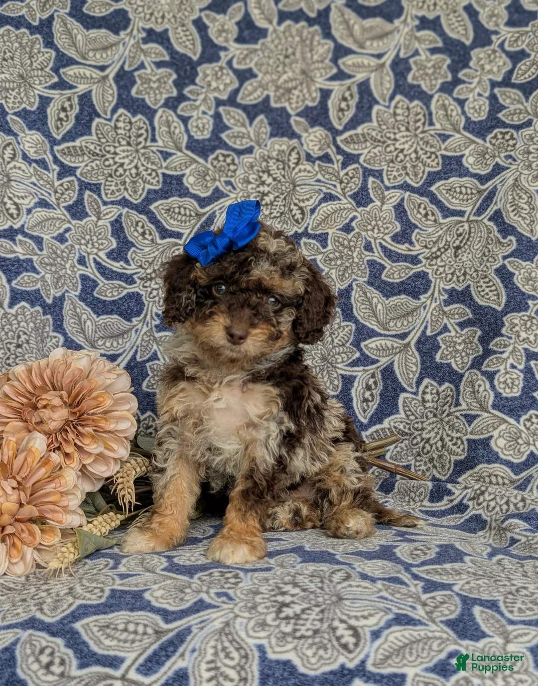 Mini Bernedoodle dogs for sale: Selena Hypoallergenic - Ad 1