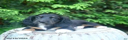 Miniature Dachshund dogs for sale: Fletcher - Ad 1