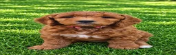 Goldendoodle dogs for sale: Pink collar girl - Ad 1