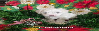 Clarabella