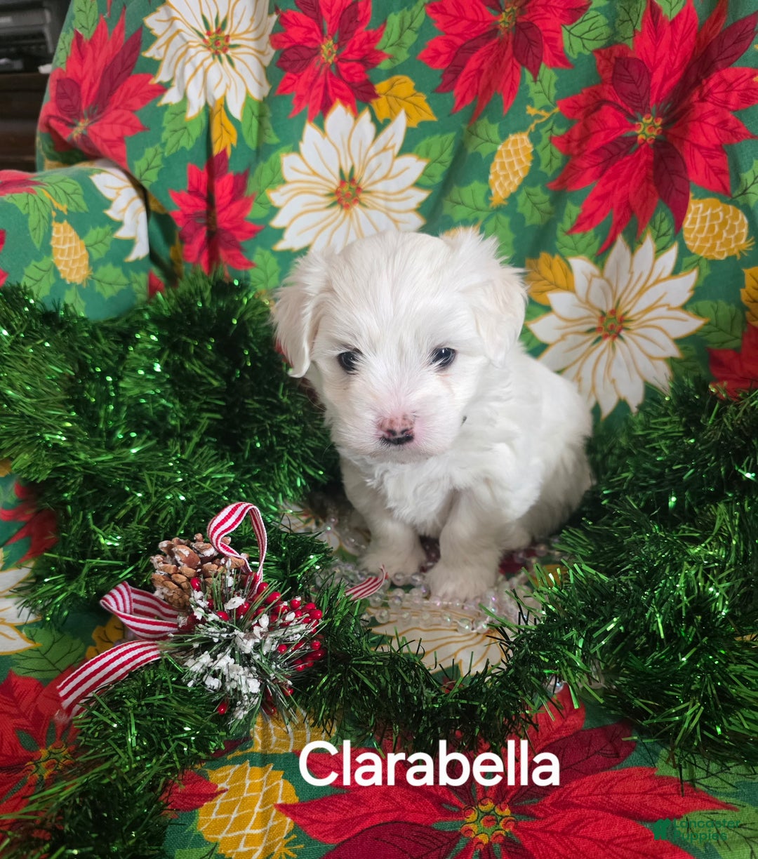 Coton De Tulear dogs for sale: Clarabella - Ad 1