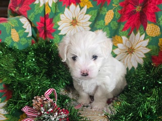 Coton De Tulear dogs Clarabella - Ad 14