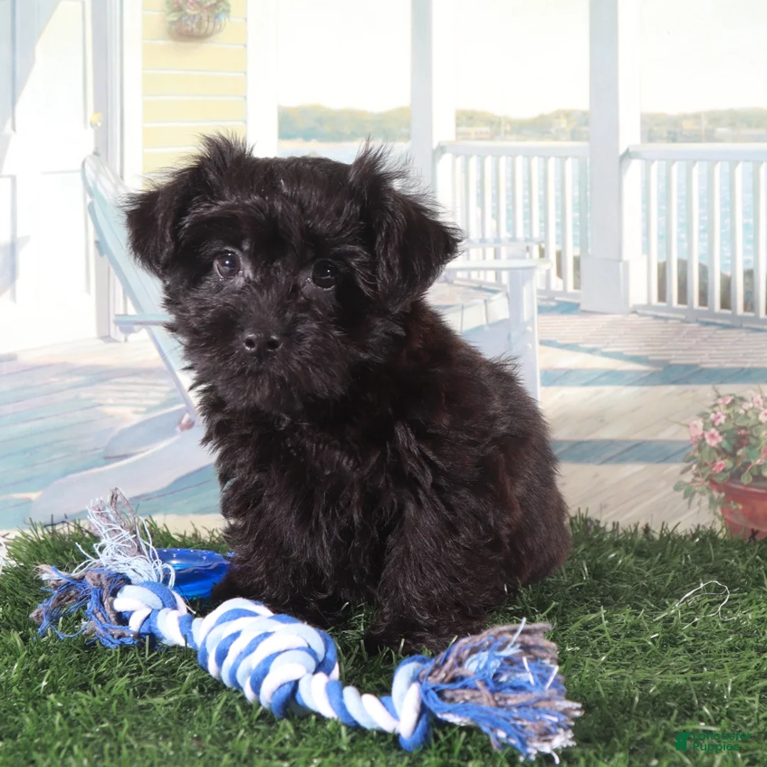 Yorkiepoo dogs for sale: Earl-Handsome Little Yorkie-poo Puppy  - Ad 2