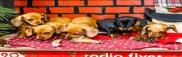 Miniature Dachshund dogs for sale: Xander - Ad 17