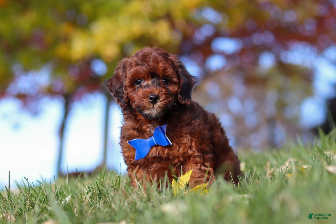 Miniature Poodle dogs for sale: Green Bean - Ad 2